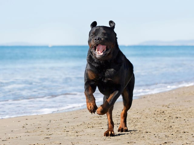 Rottweilers can make wonderful therapy dogs. In 2015 a Rottweiler called Wynd won the American Kennel Club's Human Fund ACE Award for Best Therapy Dog - one of the organisation's highest accolades. Wynd served as a therapy dog for military family survivors and with veterans suffering from PTSD and addiction issues.