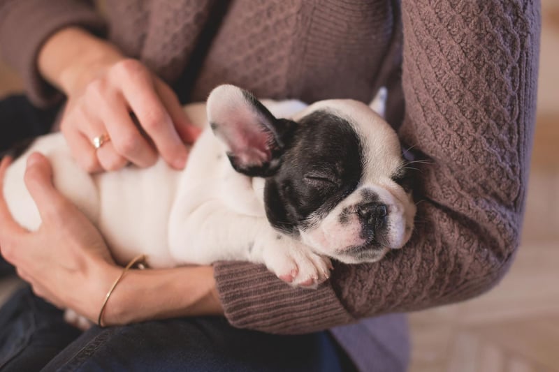 If you see your French Bulldog tilting its head it could be that it's trying to amplify a sound it's already detected with its super-powerful ears.