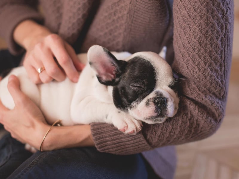 If you see your French Bulldog tilting its head it could be that it's trying to amplify a sound it's already detected with its super-powerful ears.