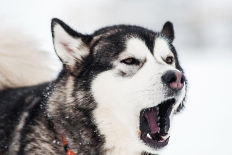 Full of energy, the Siberian Husky tends to bark to get attention and let you know they'd like to play a game. Get two or more of this breed together and you can expect howling as well as barking as they enjoy noisily communicating with each other.