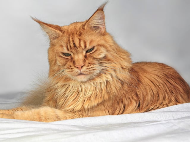 Thought to originate in Wales, Merlin is another popular boy cat name often related to the famous wizard.