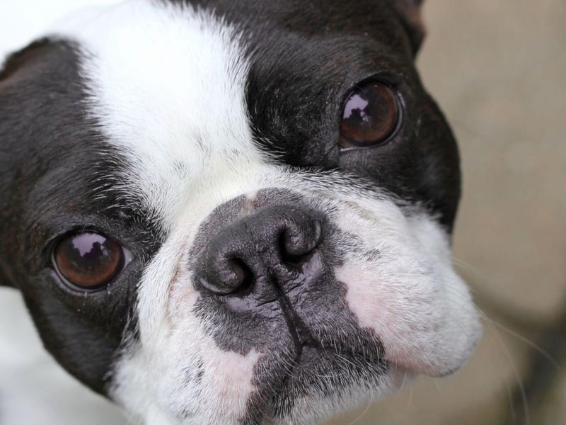 Adorable Boston Terriers are prone to developing a condition known as 'cherry eye', where the tear gland sticks out and becomes red and painful. it can be cured with surgery.