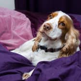 Needing some inspiration to name your new Springer Spaniel pup? We have a few ideas for you.