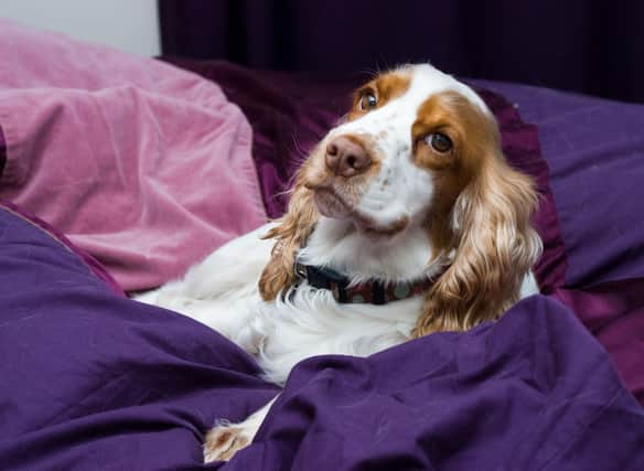 Needing some inspiration to name your new Springer Spaniel pup? We have a few ideas for you.