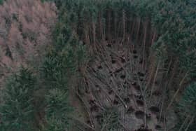 Crathes estate was severely damaged during Storm Arwen (Photo:NTS)