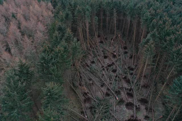 Crathes estate was severely damaged during Storm Arwen (Photo:NTS)