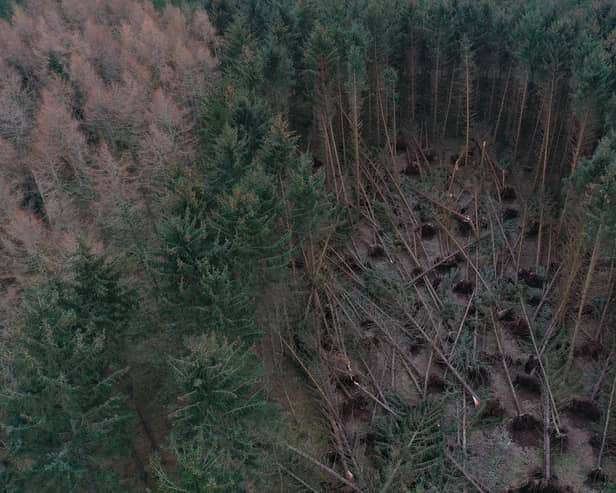 Crathes estate was severely damaged during Storm Arwen (Photo:NTS)
