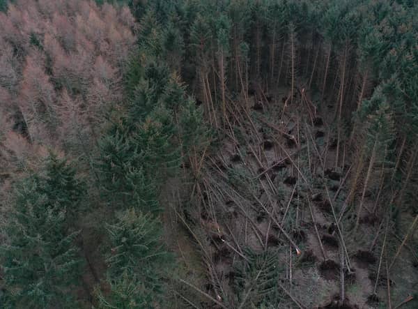 Crathes estate was severely damaged during Storm Arwen (Photo:NTS)