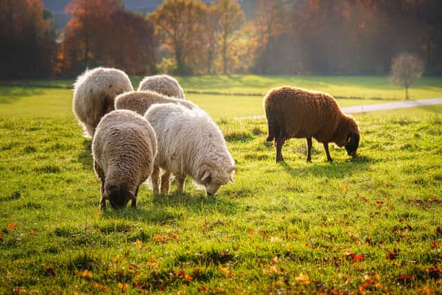 Police are seeking witnesses in relation to a sheep worrying incident that occurred on 14th of November 2021, near to Bogue Farm, Dalry.
