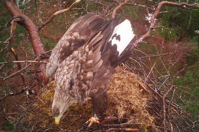 Fieldworker Lewis Pate had an unexpected reunion with fully grown sea eagle G1/56 this year in Lochaber - a male bird he had tagged as a new-born in 2014 and a descendent of the first reintroduced female to produce Scottish-born chicks