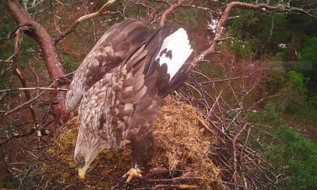 Fieldworker Lewis Pate had an unexpected reunion with fully grown sea eagle G1/56 this year in Lochaber - a male bird he had tagged as a new-born in 2014 and a descendent of the first reintroduced female to produce Scottish-born chicks
