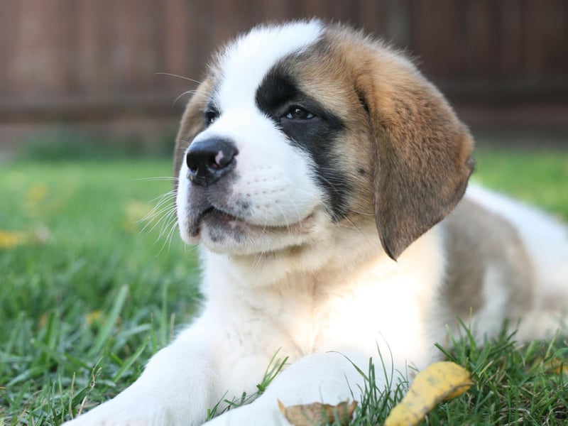 The original canine gentle giant, the Saint Bernard would never want to cause damage. The problem is that they often seem unaware of just how big they are, attempting to walk through gaps between furniture significantly smaller than they are.