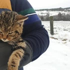 The rare animal was found half-buried in the snow on Wednesday by two walkers near Huntly’s Cave on the outskirts of Grantown-on-Spey.