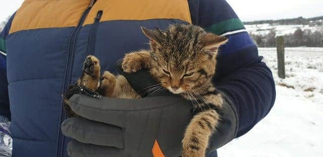 The rare animal was found half-buried in the snow on Wednesday by two walkers near Huntly’s Cave on the outskirts of Grantown-on-Spey.