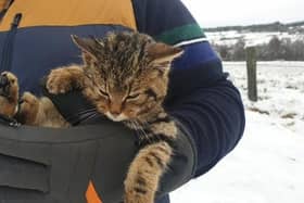 The rare animal was found half-buried in the snow on Wednesday by two walkers near Huntly’s Cave on the outskirts of Grantown-on-Spey.