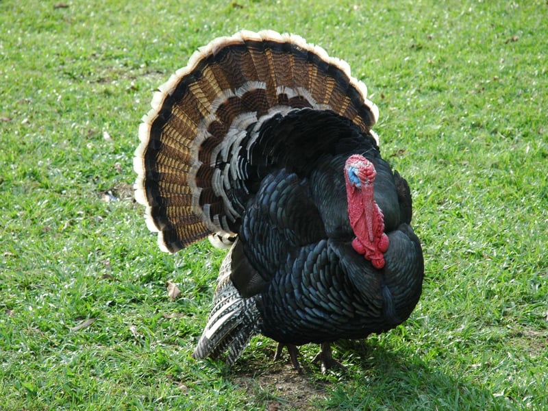 Because it was the chicken’s day off!