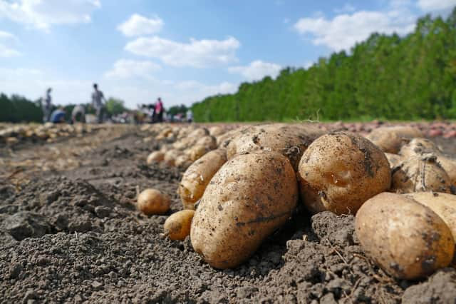 Potato growers pay £42.62 per hectare levy to the AHDB