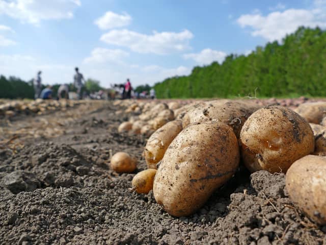 Potato growers pay £42.62 per hectare levy to the AHDB