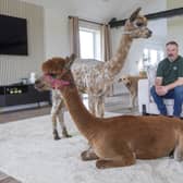 Annie the alpaca with her one-year-old daughter Bailey in the home of Dannie Burns. Picture: SWNS