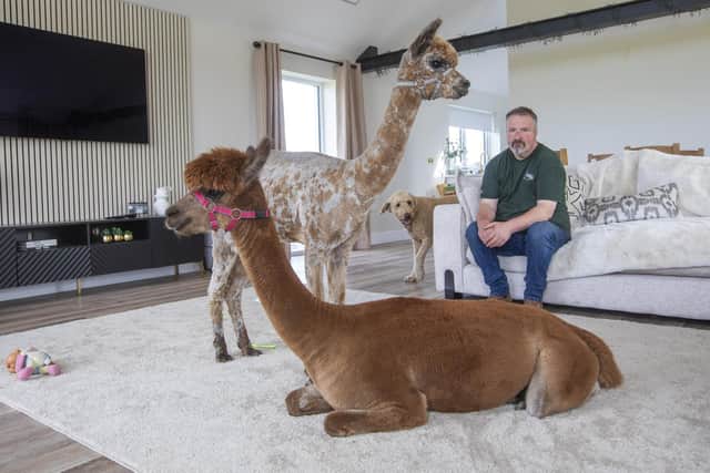 Annie the alpaca with her one-year-old daughter Bailey in the home of Dannie Burns. Picture: SWNS