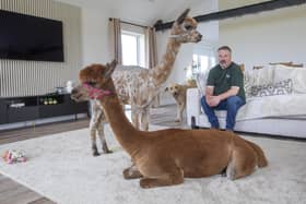 Annie the alpaca with her one-year-old daughter Bailey in the home of Dannie Burns. Picture: SWNS