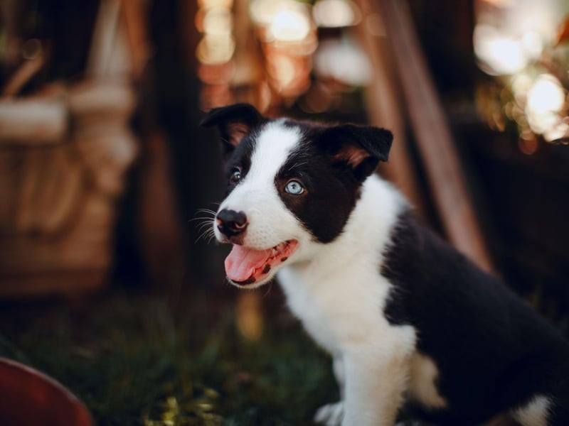 Taking the last podium place for the most common Border Collie names is Max. It's a shortened form of the Latin name Maximilian, meaning 'the greatest'.