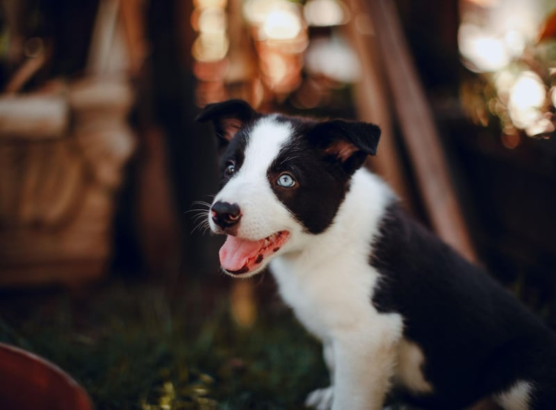 Taking the last podium place for the most common Border Collie names is Max. It's a shortened form of the Latin name Maximilian, meaning 'the greatest'.