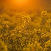 The NEOS plant crushes locally grown rapeseed, most of which is grown within 15 miles of the plant.