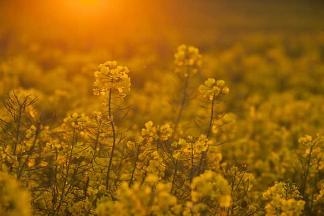 The NEOS plant crushes locally grown rapeseed, most of which is grown within 15 miles of the plant.
