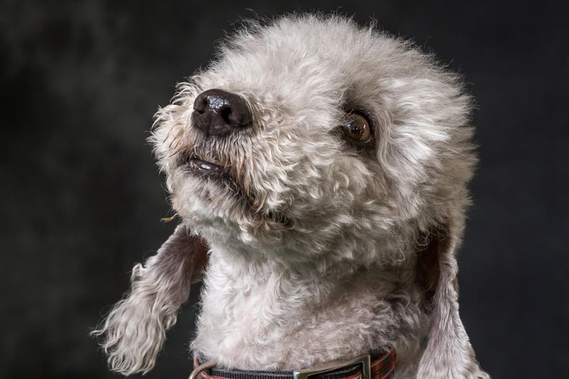 Another breed with a curly non-shedding hypoallergenic coat, the Bedlington Terrier has in the past been used as a hunting dog, a companion dog and a racing dog.