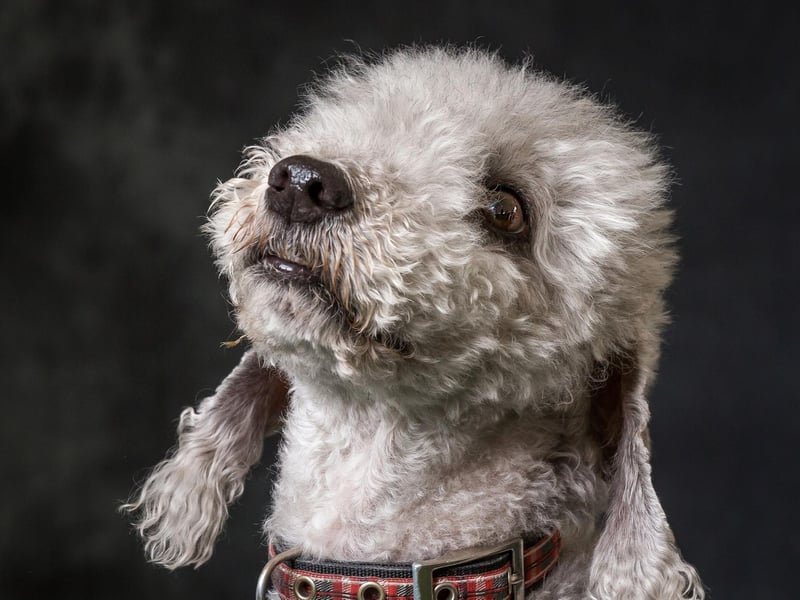 Another breed with a curly non-shedding hypoallergenic coat, the Bedlington Terrier has in the past been used as a hunting dog, a companion dog and a racing dog.