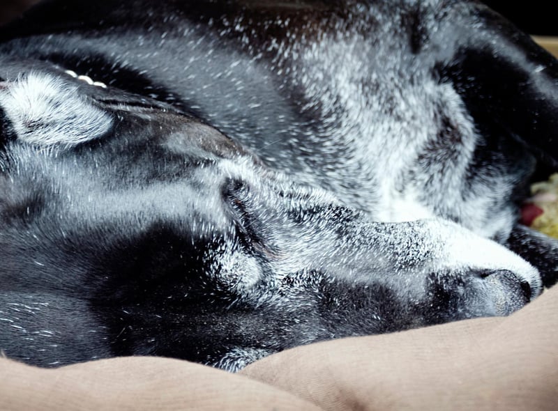 Great Danes are gentle giants that don't need much in the way of exercise or outdoor time - they'd rather sprawl on the couch than be sociable.