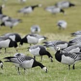 Thousands of barnacle geese have already made the annual migration to Caerlaverock near Dumfries (Pic: NatureScot)