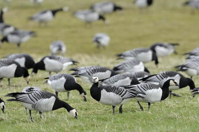 Thousands of barnacle geese have already made the annual migration to Caerlaverock near Dumfries (Pic: NatureScot)