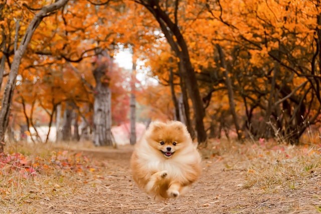 Queen Victoria was also a fan of the Pomeranian and bred the dogs, leading to an explosion of popularity in Britain. She particularly liked smaller dogs and by the end of her reign the average size of a Pomeranian had decresed by around 50 per cent.