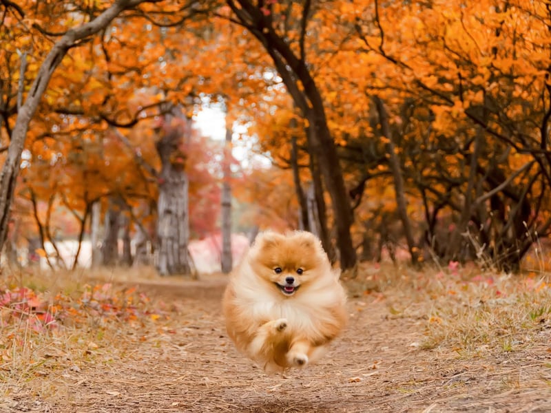 Queen Victoria was also a fan of the Pomeranian and bred the dogs, leading to an explosion of popularity in Britain. She particularly liked smaller dogs and by the end of her reign the average size of a Pomeranian had decresed by around 50 per cent.