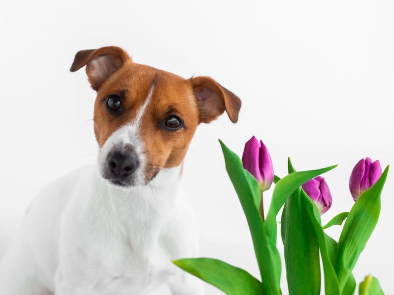 Frequently bathe your dog with shampoo, or use dog-friendly hypoallergenic wipes to clean their paw pads and fur, and wipe gently around the face and eyes to remove any allergens picked up.