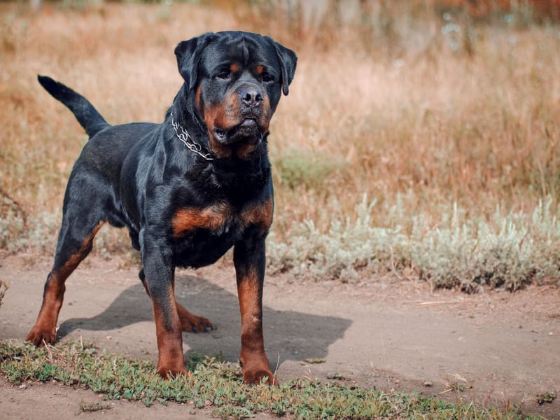 Rottweilers are dogs that benefit hugely from professional training, otherwise they can become too protective of their owner and potentially lash out at strangers. They can be incredibly stubborn at first, but a well-trained Rottie will be one of the best-behaved dogs you could ever meet.