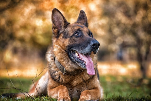 They may have a reputation for being effective guard dogs, but German Shepherds just love an infectious beat - their musical choice is dance pop.