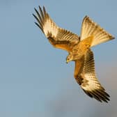 Members of Northwoods Rewilding Network include Argaty Red Kites, near Stirling, where up to 60 of the majestic raptors can be seen as they gather to feed on an estate that encourages nature to sit side by side with farming