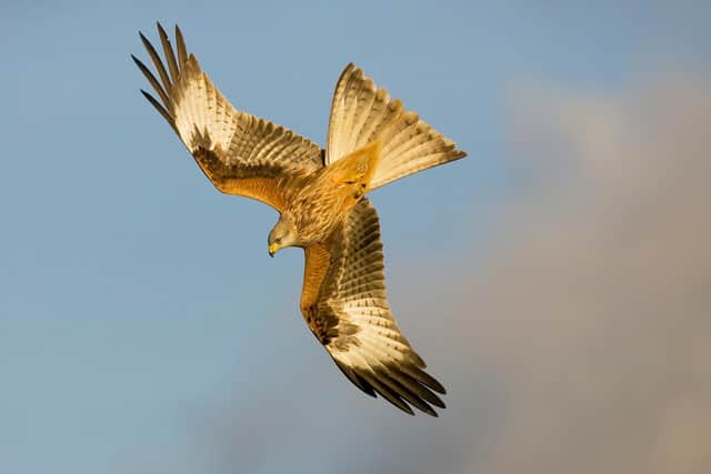 Members of Northwoods Rewilding Network include Argaty Red Kites, near Stirling, where up to 60 of the majestic raptors can be seen as they gather to feed on an estate that encourages nature to sit side by side with farming