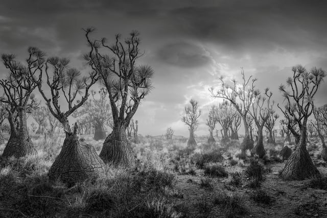 3rd place black and white by Luis Lyons. 2,000 year old Sotolín trees in the Tehuacán-Cuicatlán Biosphere Reserve,  Mexico