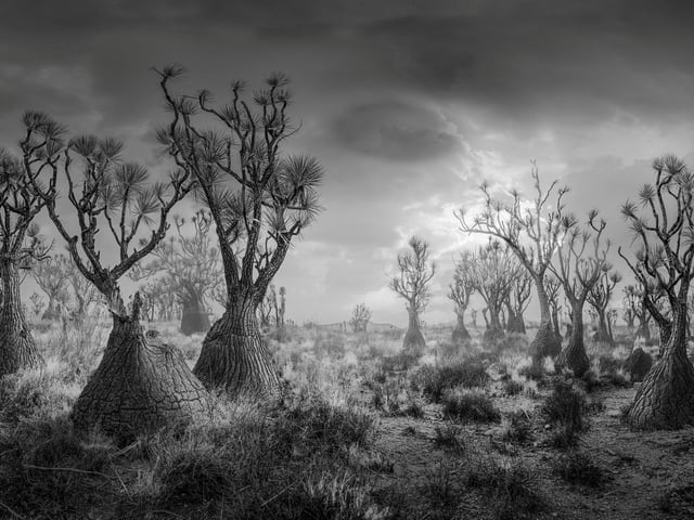 3rd place black and white by Luis Lyons. 2,000 year old Sotolín trees in the Tehuacán-Cuicatlán Biosphere Reserve, Mexico