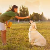 Using treats can let your dog know that they are responding correctly to your commands.