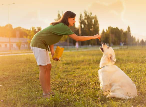 Using treats can let your dog know that they are responding correctly to your commands.
