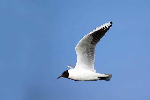 Black headed gull. Picture: Sharp Photography/Wikimedia Commons