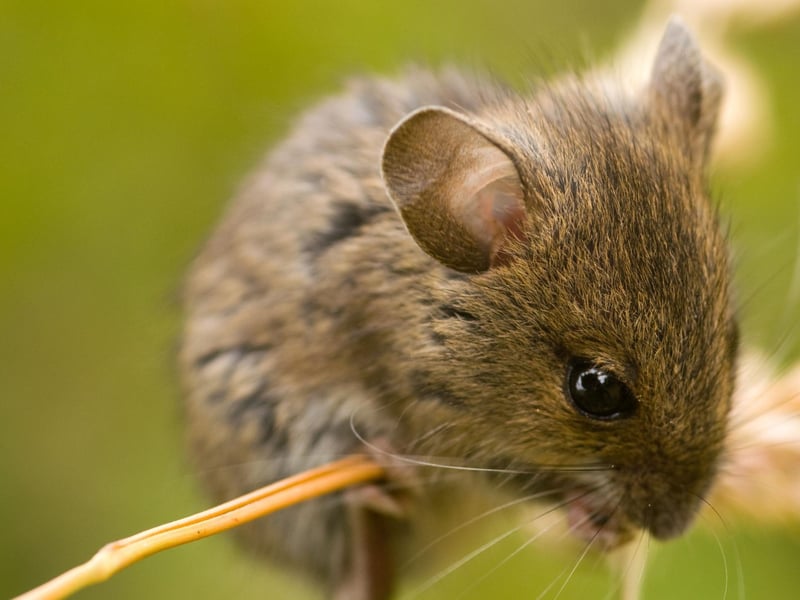 The tale of a "wee, sleekit, cowrin, tim'rous beastie" was apparently inspired by Burns stumbling upon a field mouse's winter nest while ploughing a field. It deals with mortality and mankind’s imposition on nature, with the line "The best-laid schemes o’ mice an’ men, Gang aft agley” used by author John Steinbeck for the title of his 1937 bestseller 'Of Mice and Men'.