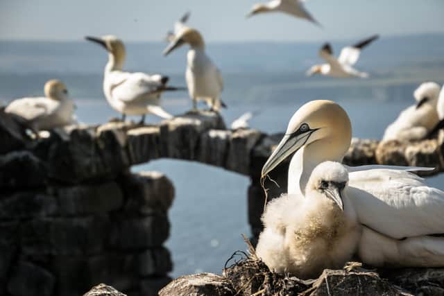 Gannets on Bass Rock, one of the 23 islands where landings have now been halted to stop the spread of avian flu. PIC: Danni Thomson.