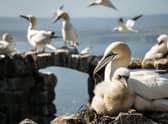 Gannets on Bass Rock, one of the 23 islands where landings have now been halted to stop the spread of avian flu. PIC: Danni Thomson.