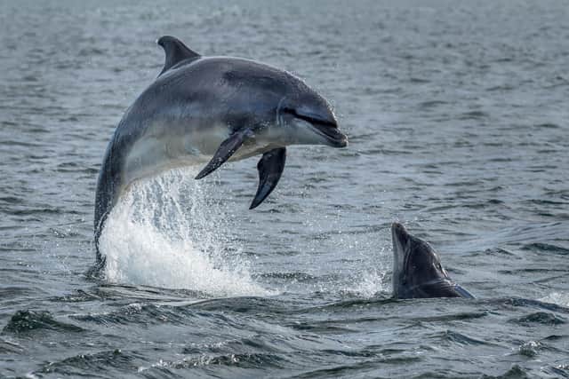 Scientists were previously only able to determine whether a dolphin had been pregnant after a calf was sighted, meaning only successful births could be recorded